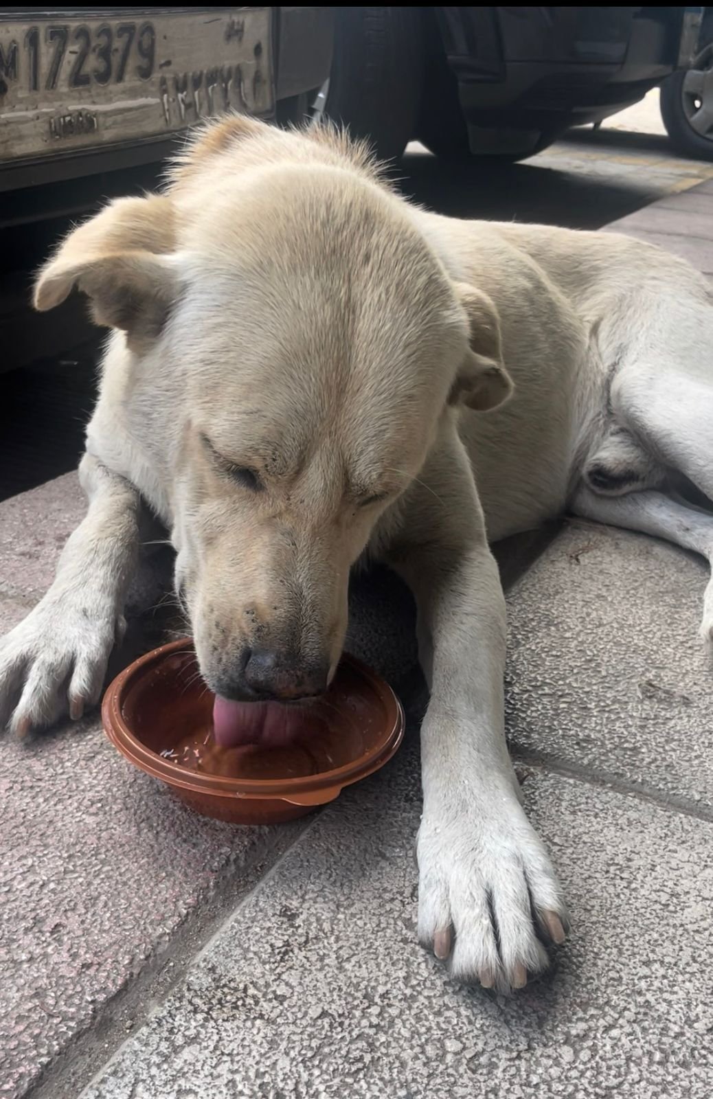 Providing clean water to a stray dog